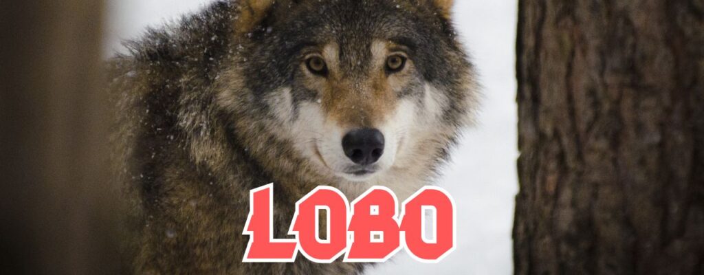 Significado del lobo vikingo. símbolo de protección